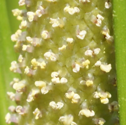 跡見群芳譜(野草譜 ショウブ)